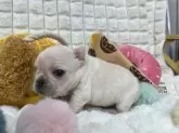 フレンチブルドッグ【北海道・女の子・2025年1月5日・クリーム】の写真14