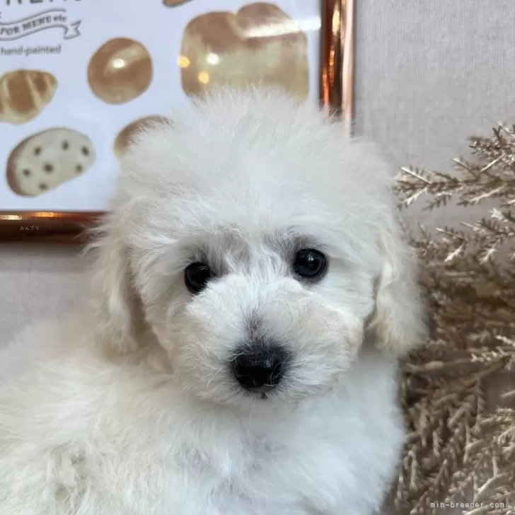 ID：2404-06587の子犬