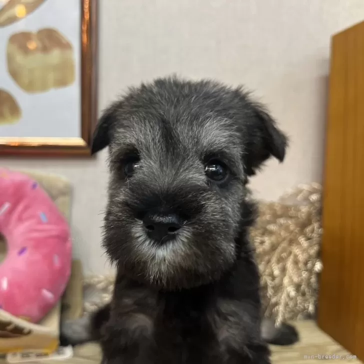 ID：2405-01474の子犬