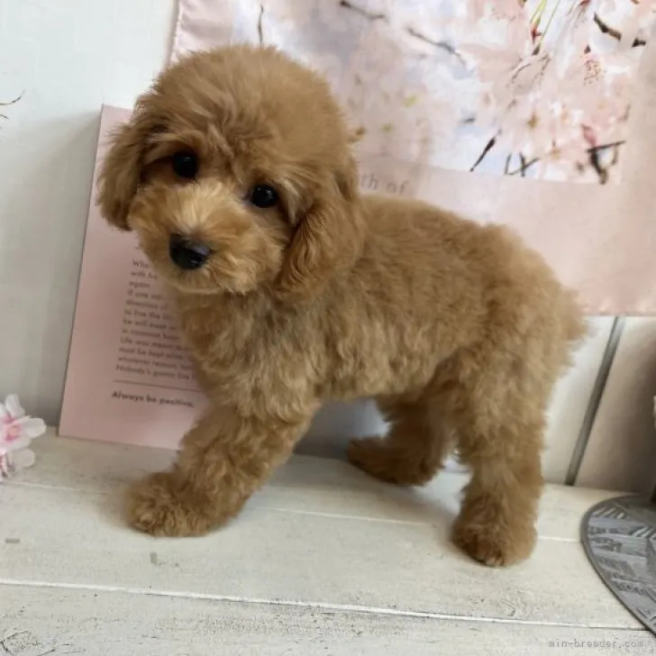 ID:2303-04107の子犬