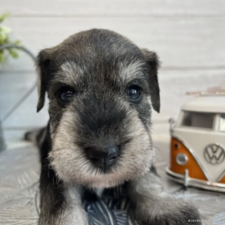 ID:2303-01931の子犬