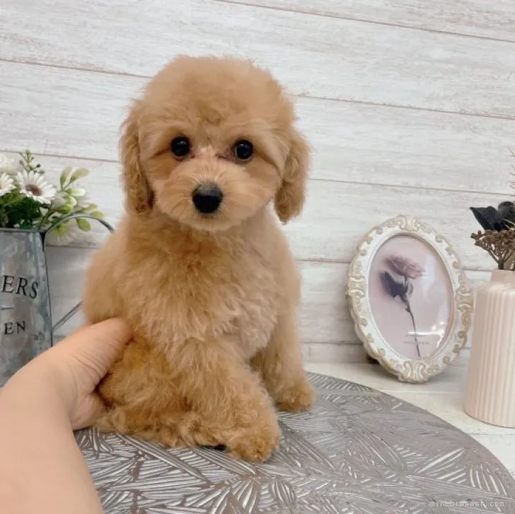 ID：2301-03292の子犬