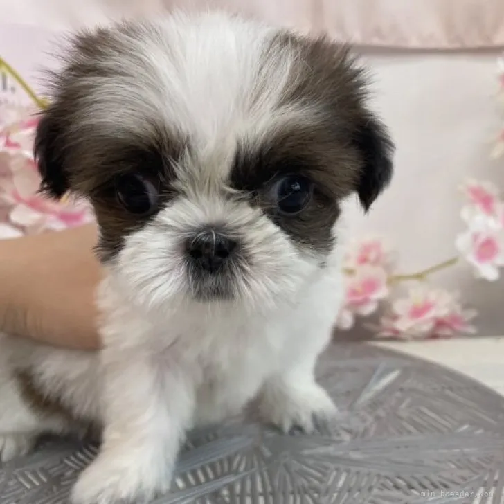 ID:2305-00640の子犬