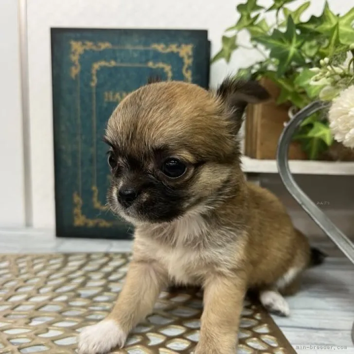 ID:2309-04243の子犬