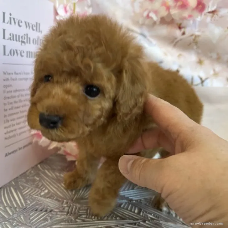 ID:2303-04106の子犬