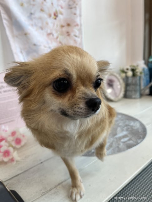 チワワ(ロング)【・女の子・2021年3月21日・フォーン】