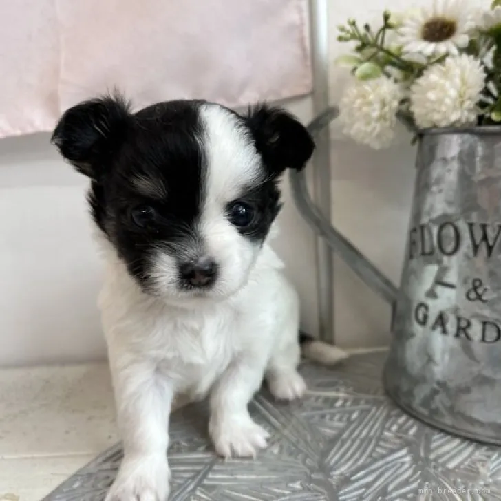 ID：2305-02325の子犬