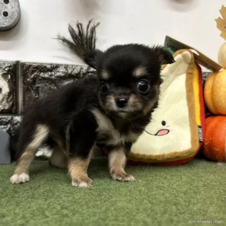 ID:2410-01850の子犬