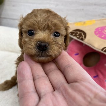 トイプードル(トイ)【北海道・女の子・2024年1月29日・レッドフォーン】の写真「☆可愛い4姉妹です☆」