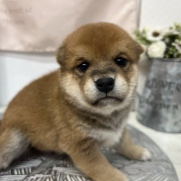 柴犬(標準サイズ)【北海道・男の子・2023年4月2日・赤】の写真「　可愛い赤の男の子です♪」