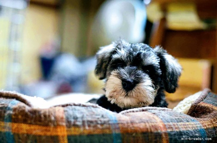 卒業前の家庭の中での社会勉強中❣️｜小糸　直子(こいと　なおこ)ブリーダー(静岡県・ミニチュアシュナウザーなど・JKC登録)の紹介写真2