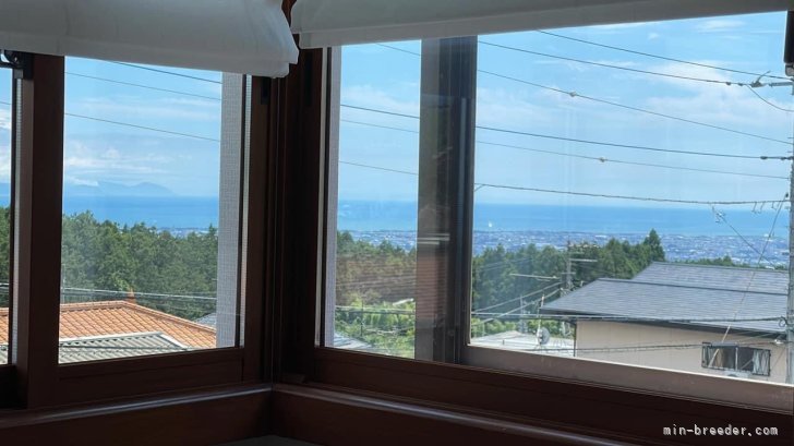 小糸　直子(こいと　なおこ)ブリーダー(静岡県・ミニチュアシュナウザーなど・JKC登録)の紹介写真4