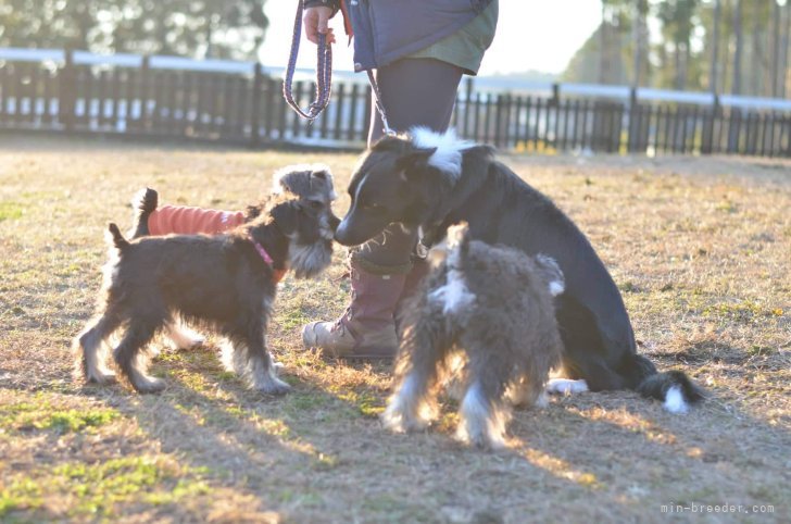 小糸　直子(こいと　なおこ)ブリーダー(静岡県・ミニチュアシュナウザーなど・JKC登録)の紹介写真6