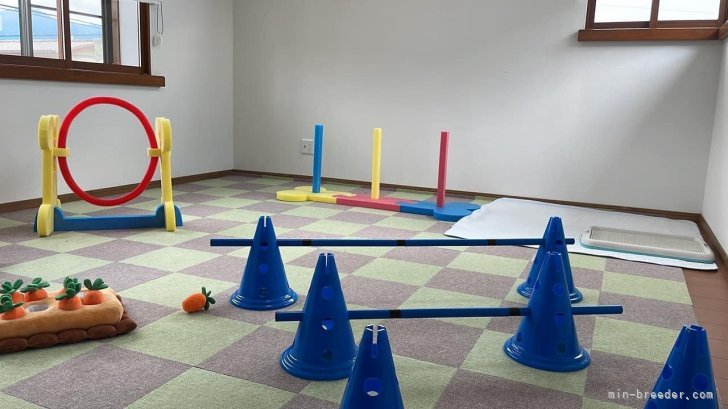 プレイルーム｜小糸　直子(こいと　なおこ)ブリーダー(静岡県・ミニチュアシュナウザーなど・JKC登録)の紹介写真7