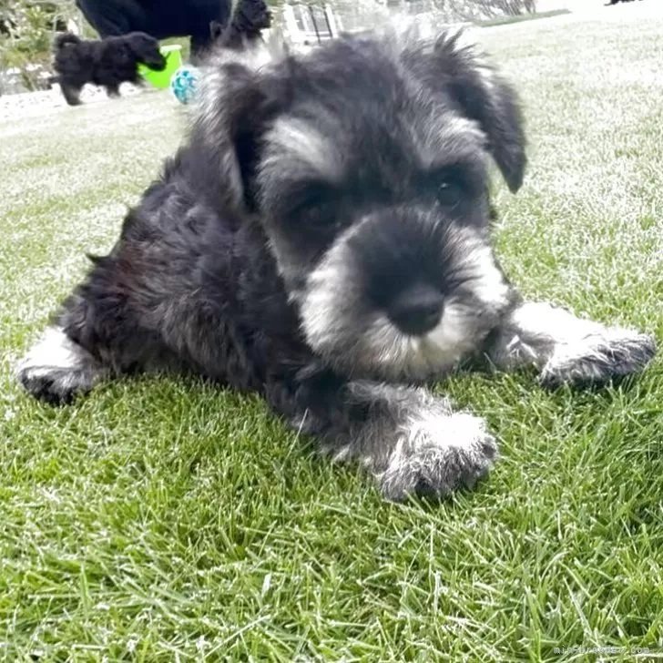 ミニチュアシュナウザー【静岡県・男の子・2025年8月6日・ソルト&amp;ペッパー】の写真1