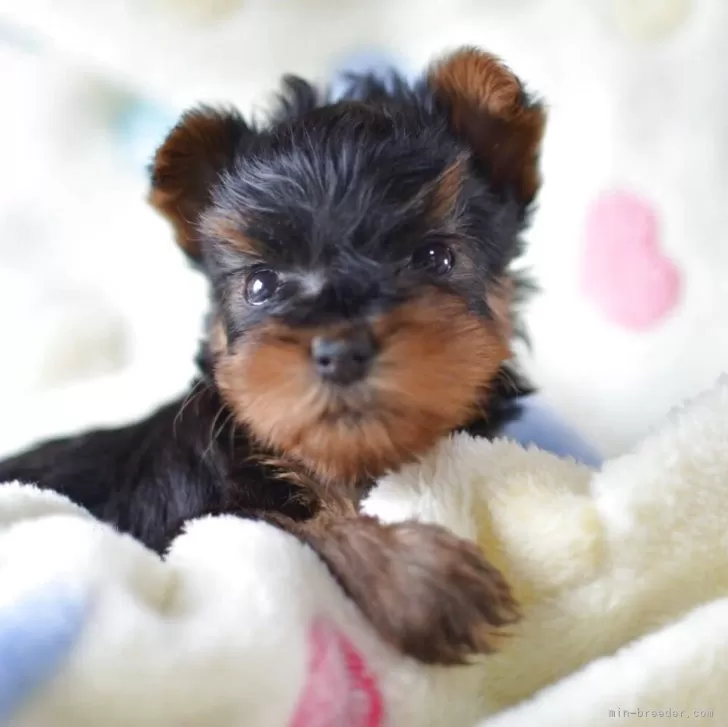 ID：2504-04898の子犬