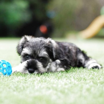 ミニチュアシュナウザー【静岡県・男の子・2025年8月6日・ソルト&ペッパー】の写真「とてもかわいい男の子です」