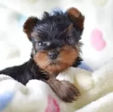 ヨークシャーテリア【静岡県・女の子・2025年3月8日・スティールブルー&タン】の写真1