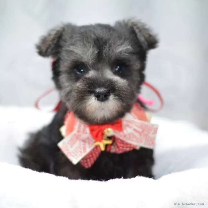 ID：2406-04377の子犬