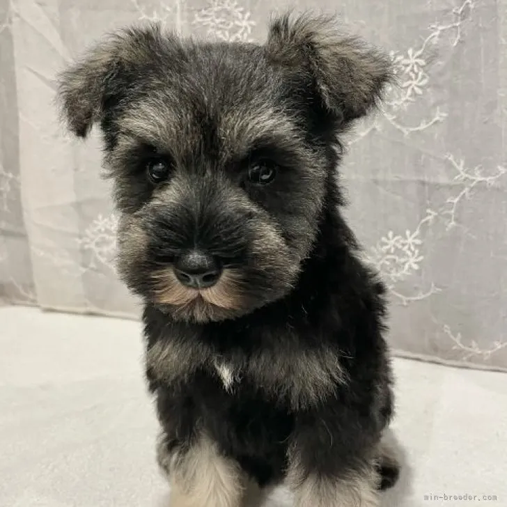 M.M 様のお迎えした子犬