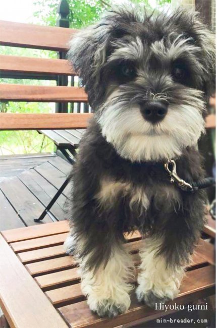 ミニチュアシュナウザー【・女の子・2020年1月12日・ソルト&amp;ペッパー】「みんなには内緒でカフェにお出かけ🎶」