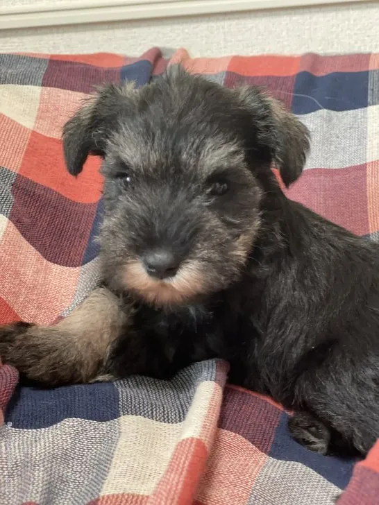 ID：2110-04145の子犬