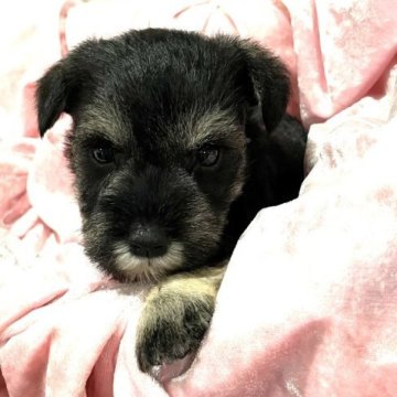 ミニチュアシュナウザー【静岡県・女の子・2023年8月14日・ソルト&ペッパー】の写真「元気いっぱい、遊ぶの大好き✨」