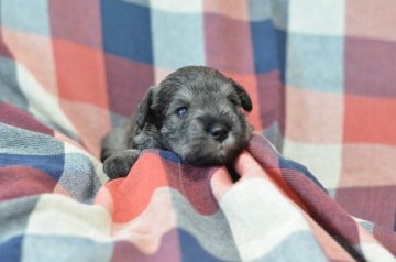 ミニチュアシュナウザー【静岡県・女の子・2021年8月1日・ソルト&ペッパー】の写真「ムチムチ！健康優良児^ ^」