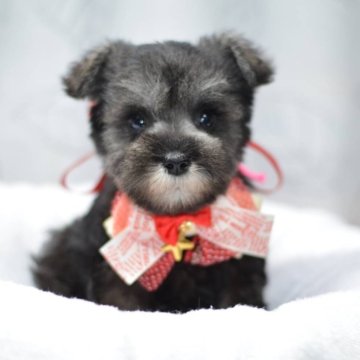 ミニチュアシュナウザー【静岡県・女の子・2024年4月30日・ソルト&ペッパー】の写真「特別価格❣️ぱっちりお目目の美人ちゃん」