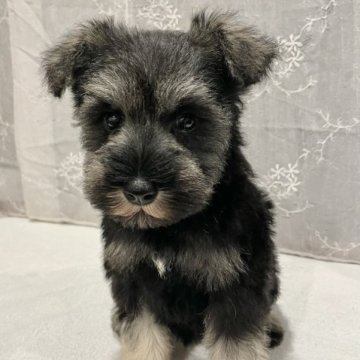 ミニチュアシュナウザー【静岡県・男の子・2023年2月5日・ソルト&ペッパー】の写真「ショートボディー！カッコ良い男の子！」