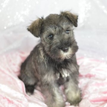 ミニチュアシュナウザー【静岡県・女の子・2023年12月1日・ソルト&ペッパー】の写真「かわい〜い女の子です♡」