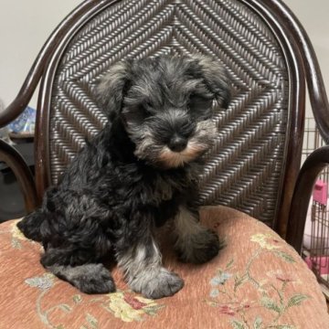 ミニチュアシュナウザー【静岡県・女の子・2023年9月13日・ソルト&ペッパー】の写真「ママ極小！お顔短めのキュートな女の子😍」