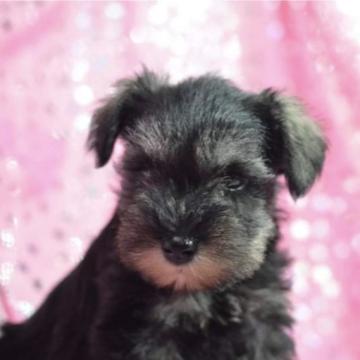 ミニチュアシュナウザー【静岡県・女の子・2022年8月7日・ソルト&ペッパー】の写真「小さめサイズ✨トイレトレーニング中❣️」