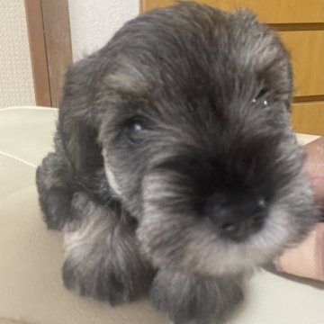 ミニチュアシュナウザー【静岡県・女の子・2024年8月10日・ソルト&ペッパー】の写真「ご飯もりもり食べてます。かわいい女の子❣️」