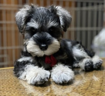 ミニチュアシュナウザー【静岡県・男の子・2021年8月10日・ソルト&ペッパー】の写真「カッコ良い❣️お鼻短い男の子✨
一緒に帰れます」