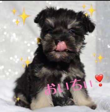 ミニチュアシュナウザー【静岡県・女の子・2022年1月25日・ブラックシルバー】の写真「✨小さめな女の子✨トイレトレーニング中」