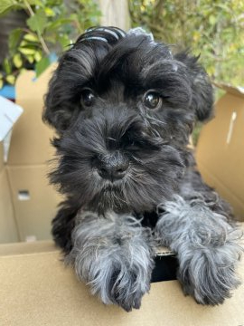 ミニチュアシュナウザー【静岡県・男の子・2021年8月13日・ブラック&シルバー】の写真「とってもかわいい男の子☺️」