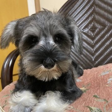 ミニチュアシュナウザー【静岡県・女の子・2023年4月13日・ソルトアンドペッパー】の写真「お話しよく聞いてます♡」