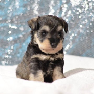 ミニチュアシュナウザー【静岡県・男の子・2024年3月6日・ソルト&ペッパー】の写真「総額表示です。会いに来てね♡」