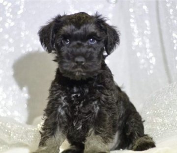 ミニチュアシュナウザー【静岡県・女の子・2021年8月13日・ブラックシルバー】の写真「将来綺麗なブラックシルバー」