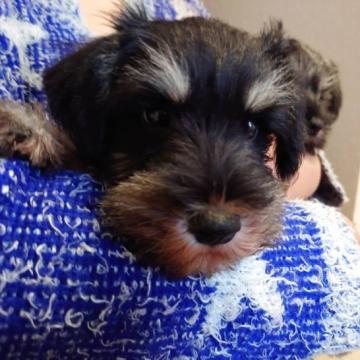 ミニチュアシュナウザー【静岡県・男の子・2022年8月7日・ブラック&シルバー】の写真「✨トイレトレーニング中✨両親遺伝子検査クリア」