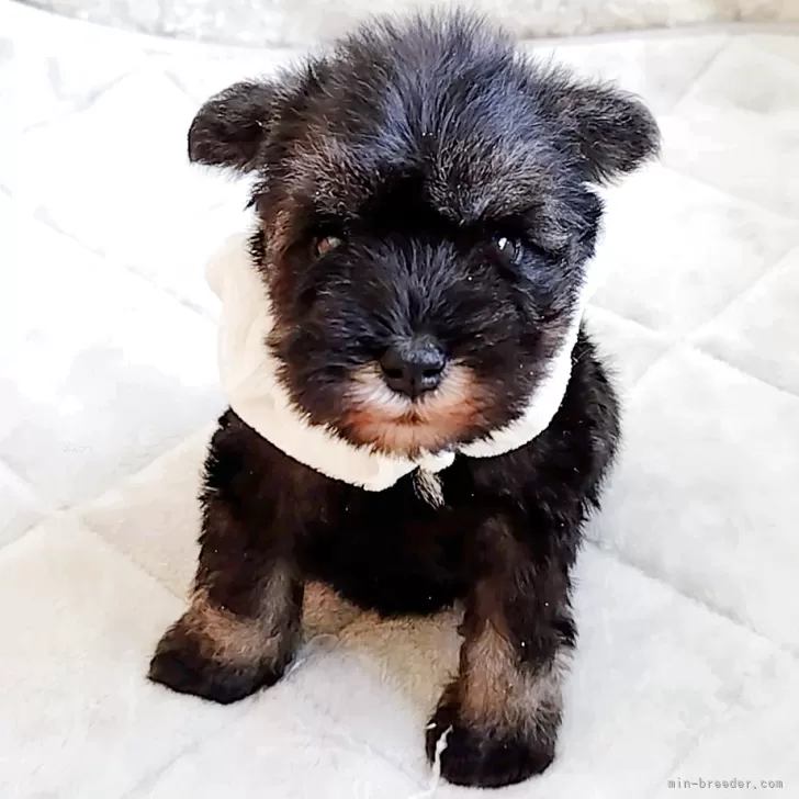 ID:2505-00568の子犬
