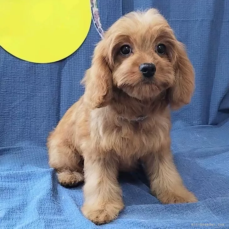 ID：2507-03517の子犬
