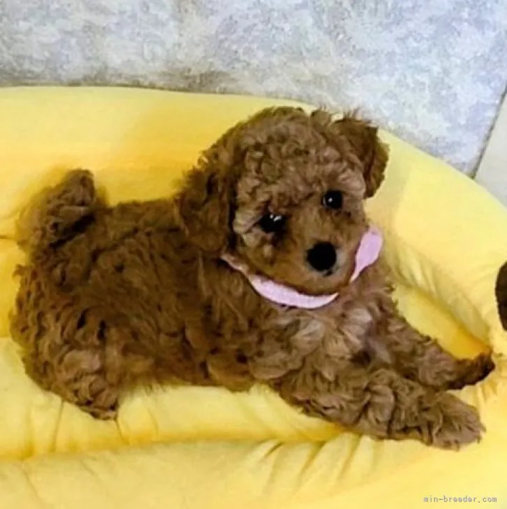 ID:2307-01718の子犬