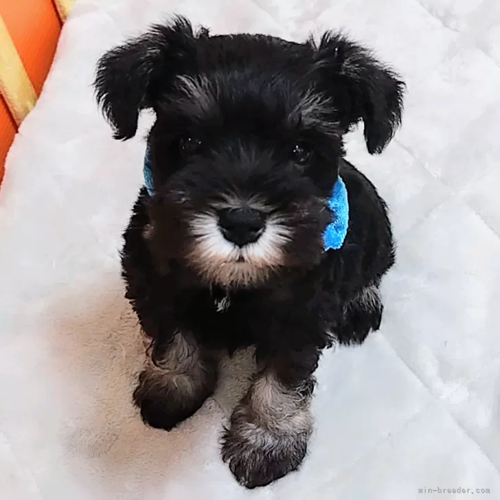 ID：2404-05033の子犬