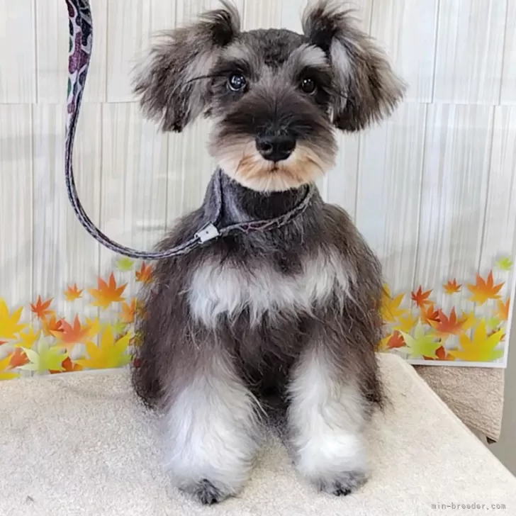 ID:2404-01098の子犬
