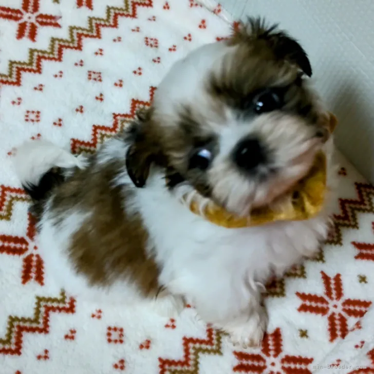 ID:2211-02136の子犬