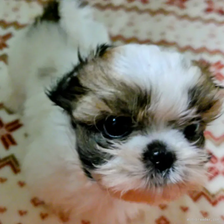 Y.K 様のお迎えした子犬