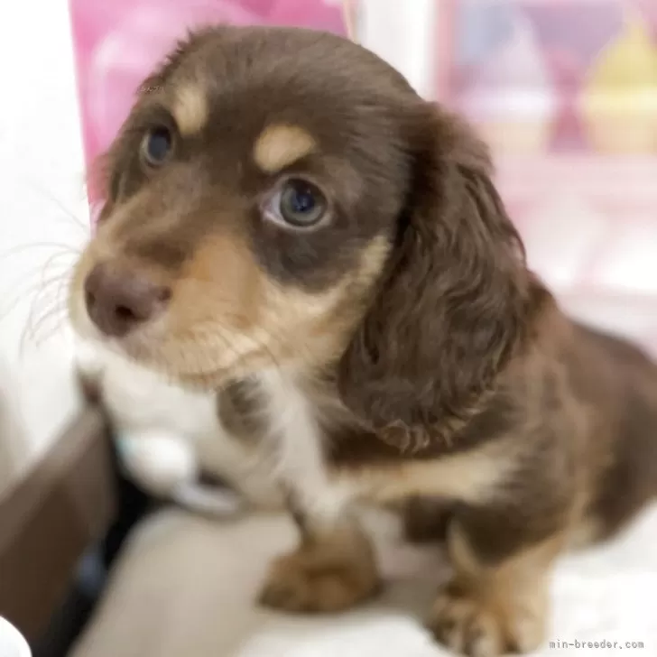 ミニチュアダックスフンド(ロング)【福井県・男の子・2025年9月15日・チョコタン】の写真1