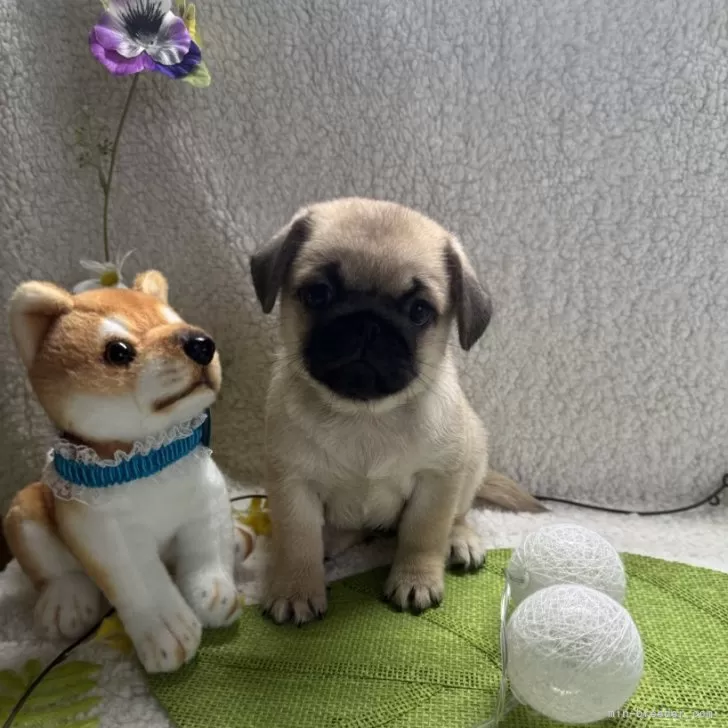 ID:2412-02315の子犬